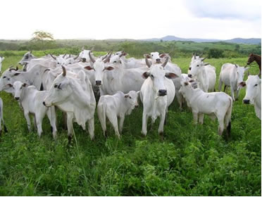 Mato Grosso do Sul possui o maior rebanho bovino do Brasil